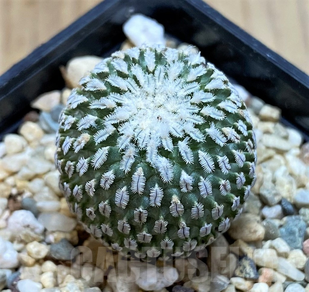 SH3414 Turbinicarpus pseudopectinatus v. rubriflorus