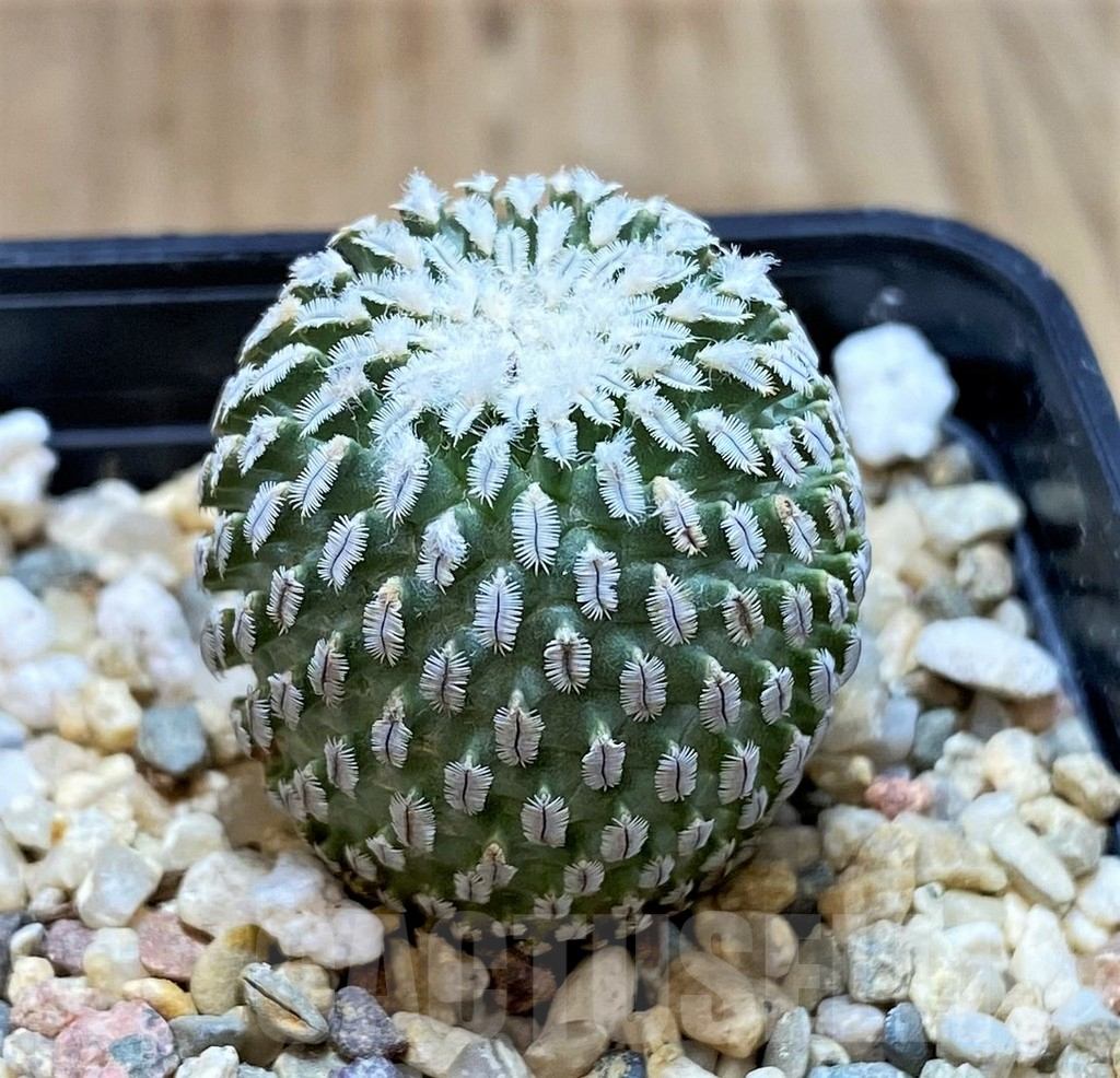 SH3414 Turbinicarpus pseudopectinatus v. rubriflorus - Image 2
