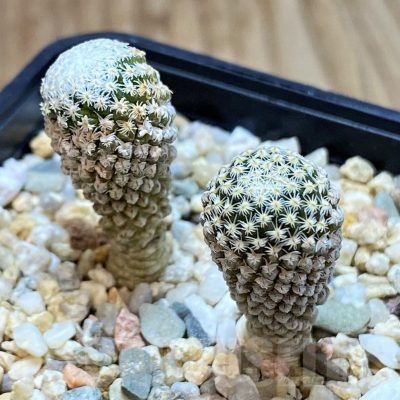 SH3415 Pelecyphora strobiliformis 2 plants, seedling