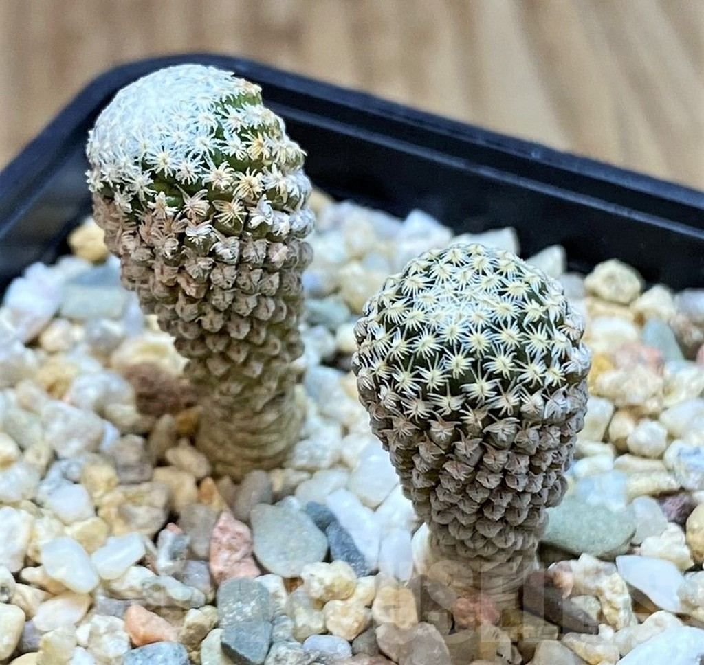 SH3415 Pelecyphora strobiliformis 2 plants, seedling