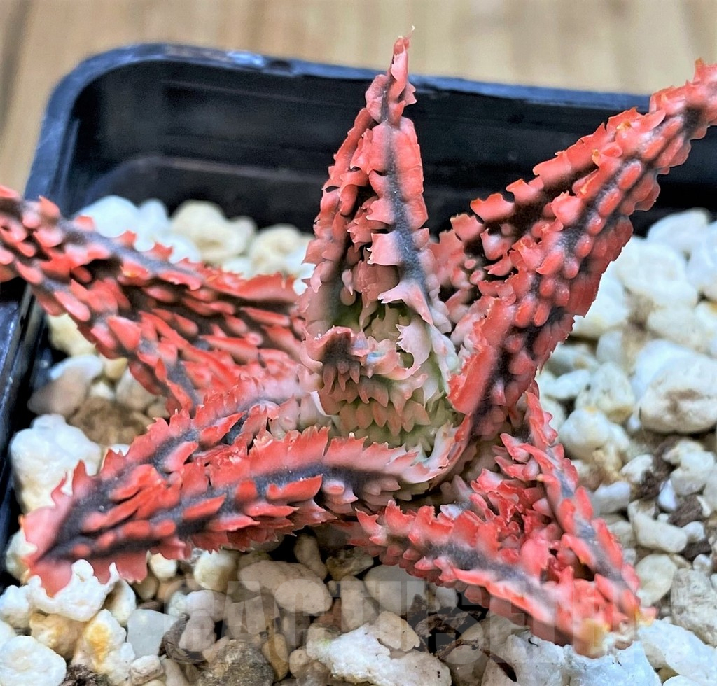SH3579 Aloe TCT hybrid