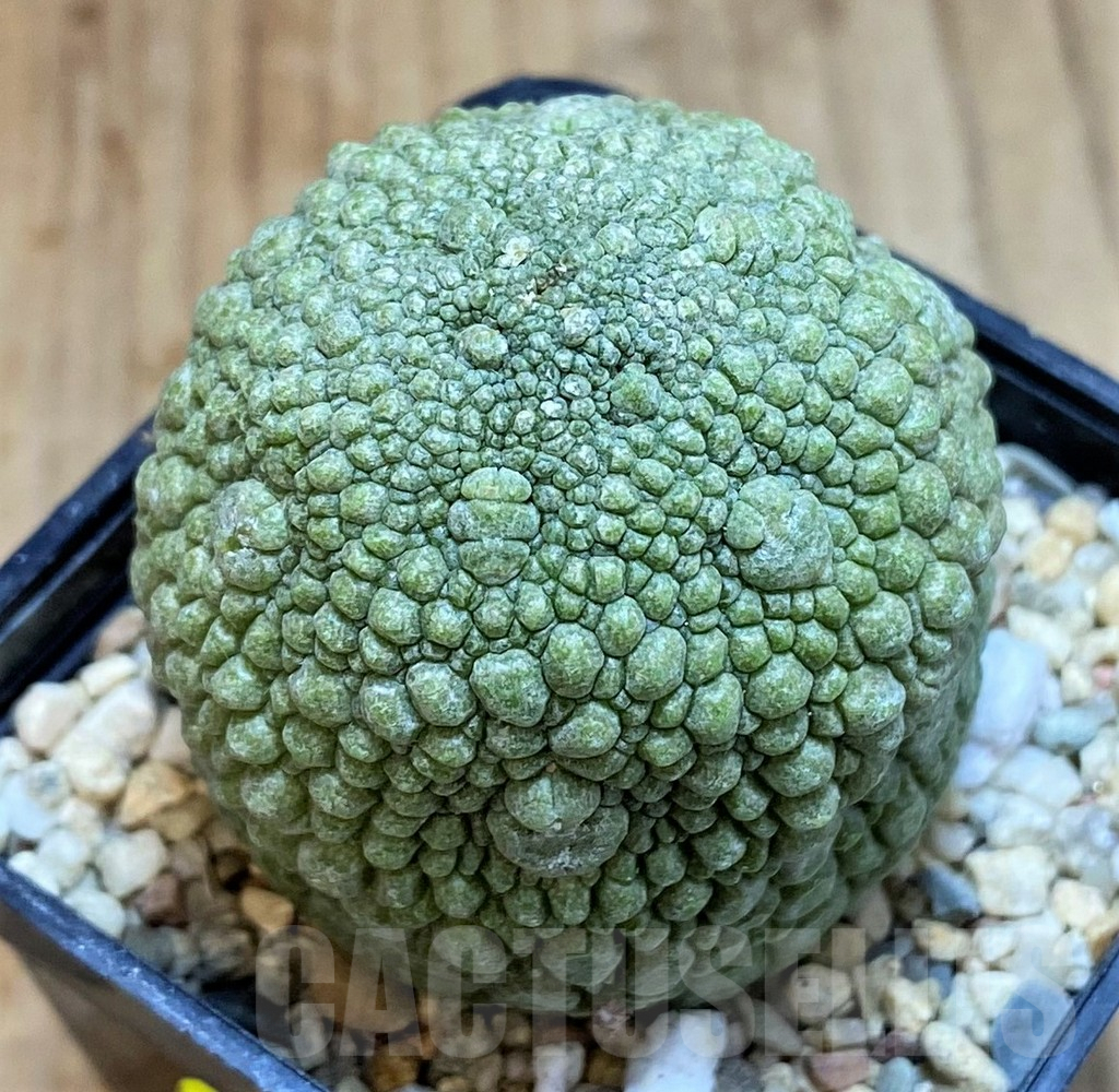 SH3610 Pseudolithos migiurtinus
