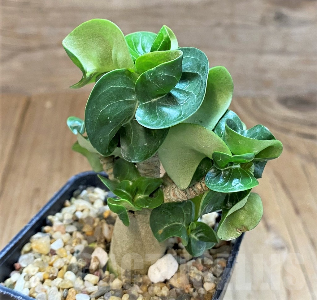 SH3613 Adenium mini - Image 2
