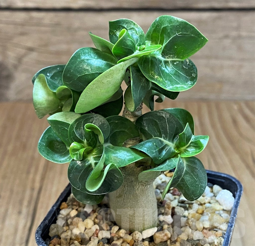 SH3613 Adenium mini