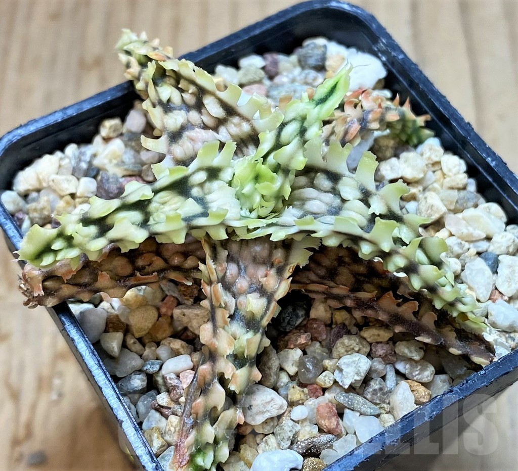 SH3580 Aloe TCT hybrid - Image 2