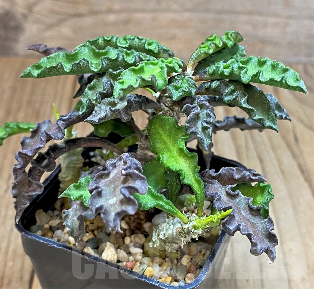 SH3622 Euphorbia decaryi v. spirosticha - Image 2