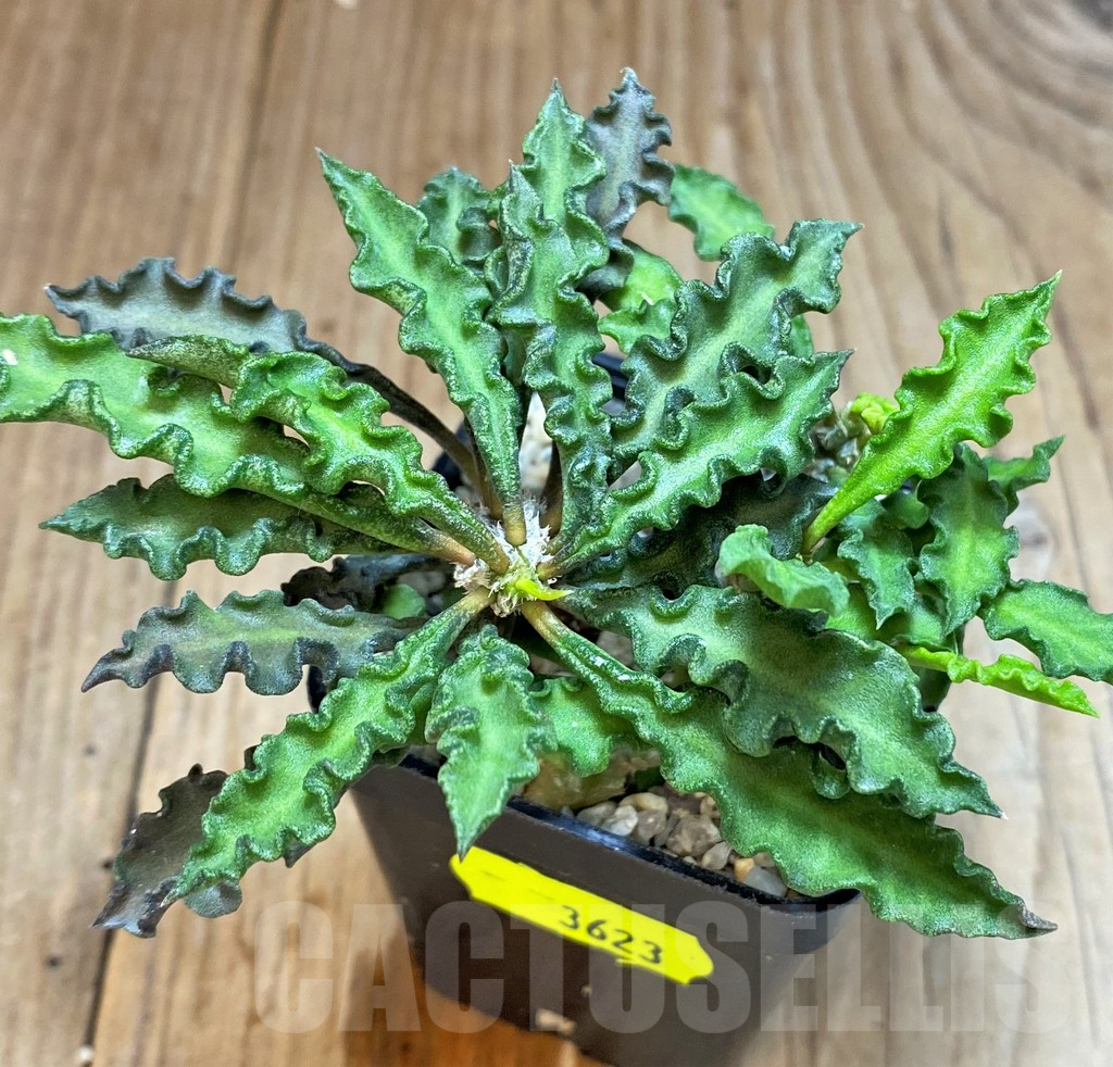 SH3623 Euphorbia decaryi v. spirosticha - Image 3