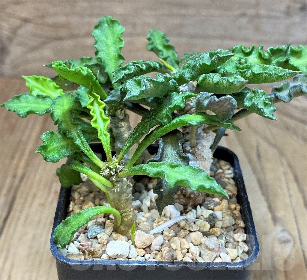 SH3623 Euphorbia decaryi v. spirosticha - Image 2