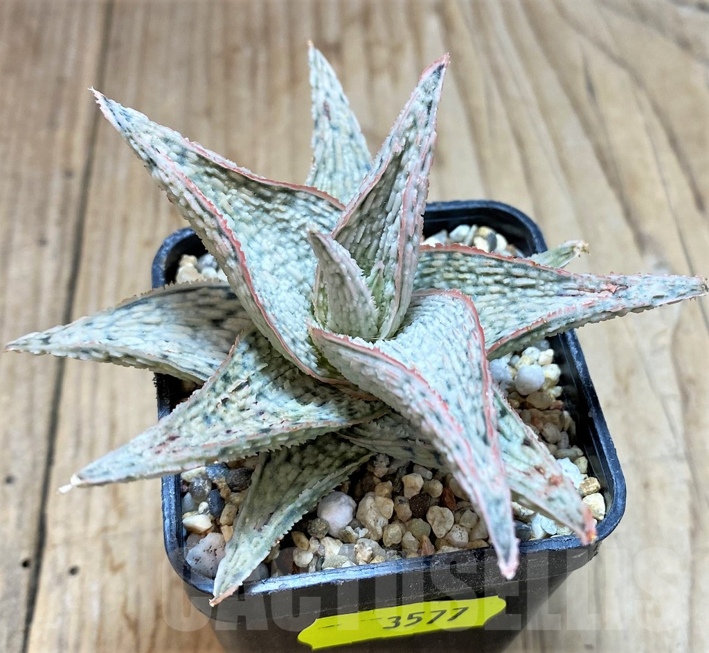 SH3577 Aloe 'Lipsky' - Image 2