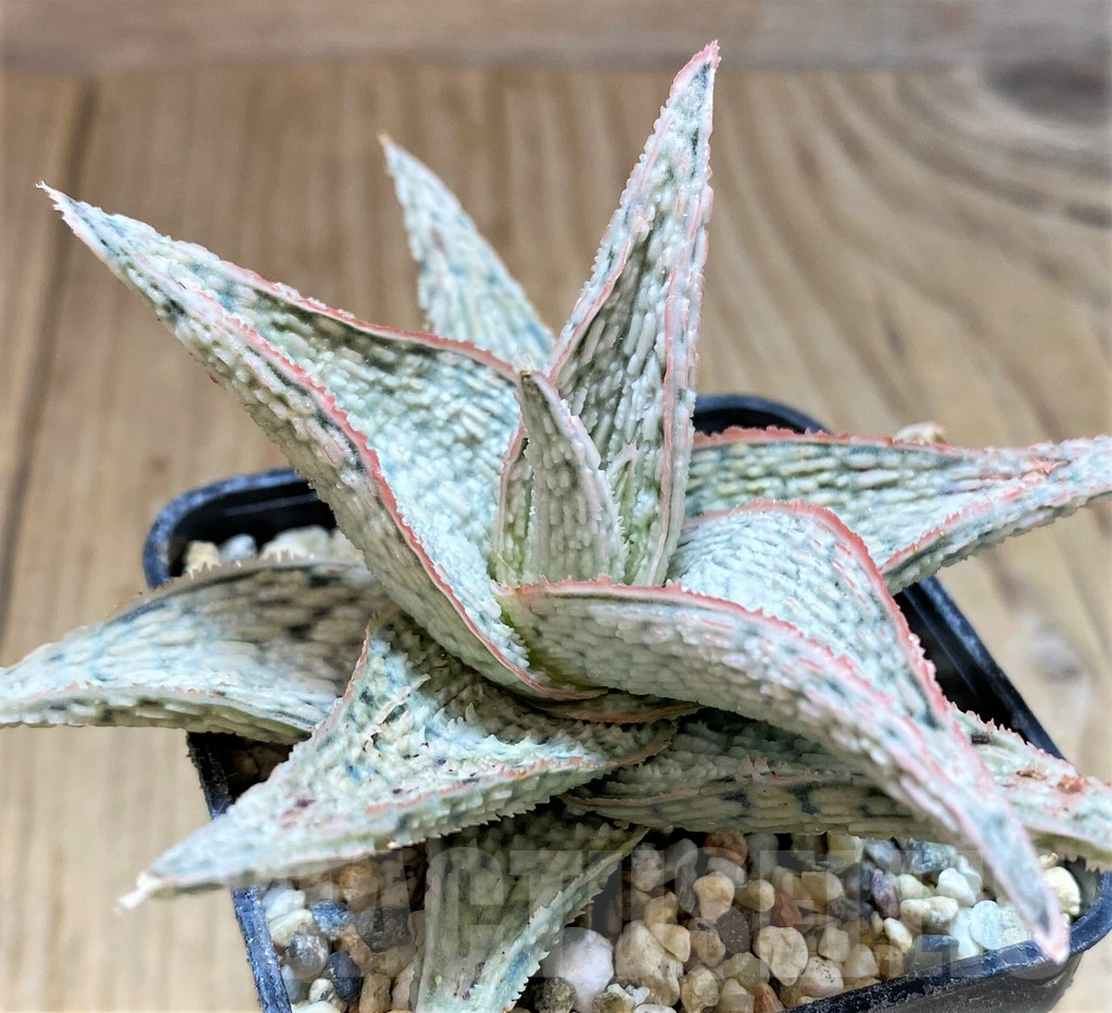 SH3577 Aloe 'Lipsky'