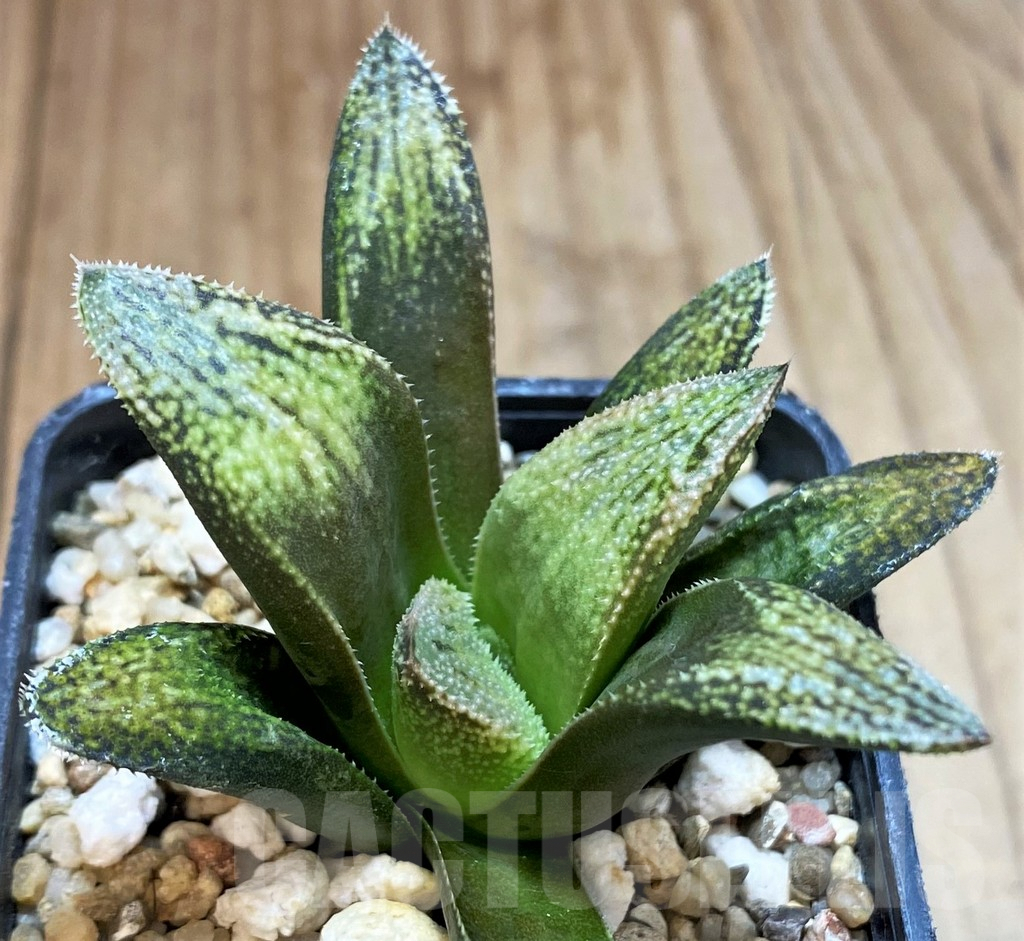 SH3591 Haworthia splendens 'Hakuja' - Image 3
