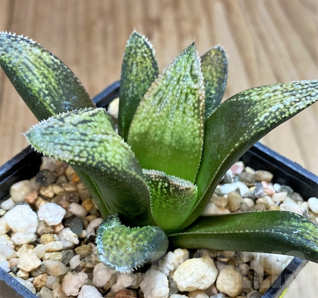 SH3591 Haworthia splendens 'Hakuja' - Image 2