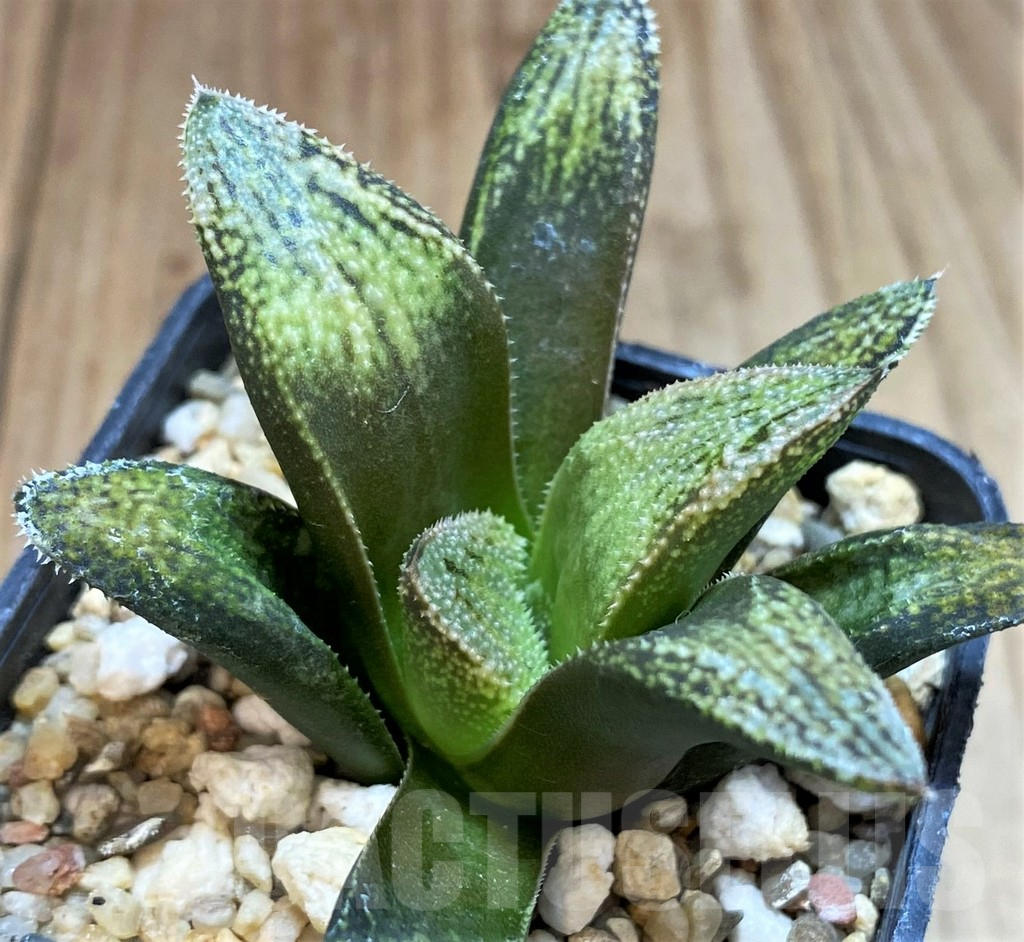 SH3591 Haworthia splendens 'Hakuja'