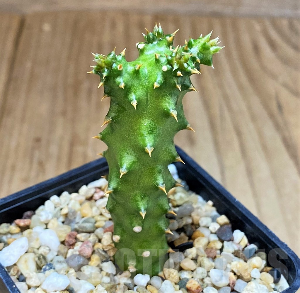 SH3599 Edithcolea grandis