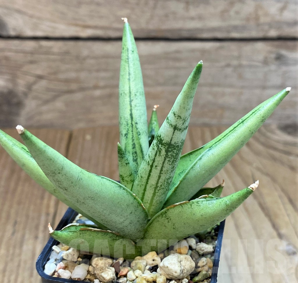 SH3600 Sansevieria ‘Silver Crown’ - Image 2