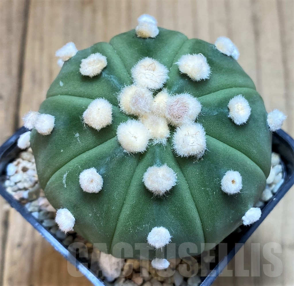 SH3602 Astrophytum asterias 'Ooibo'