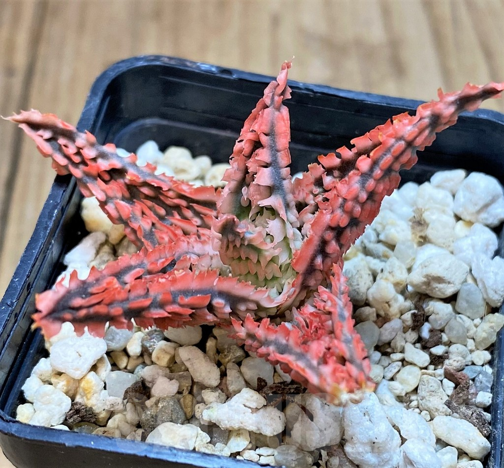 SH3579 Aloe TCT hybrid - Image 3