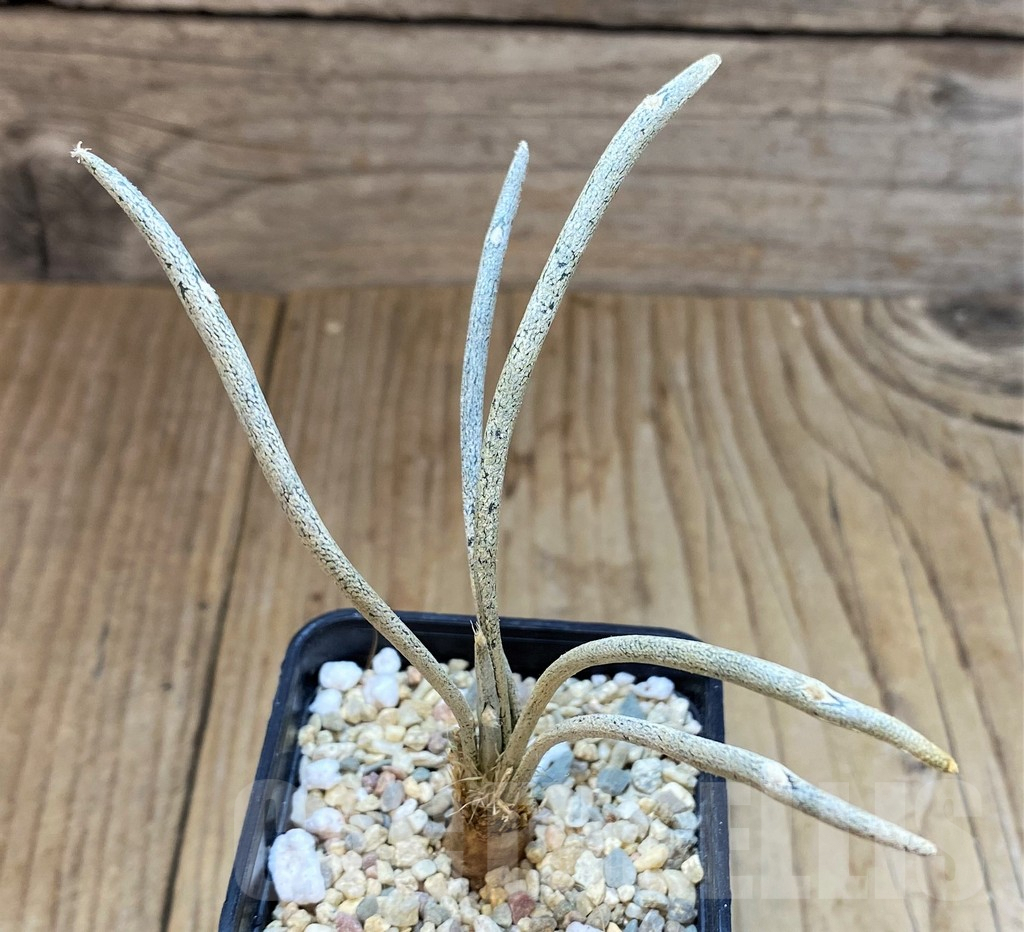 SH3605 Astrophytum caput-medusae - Image 2