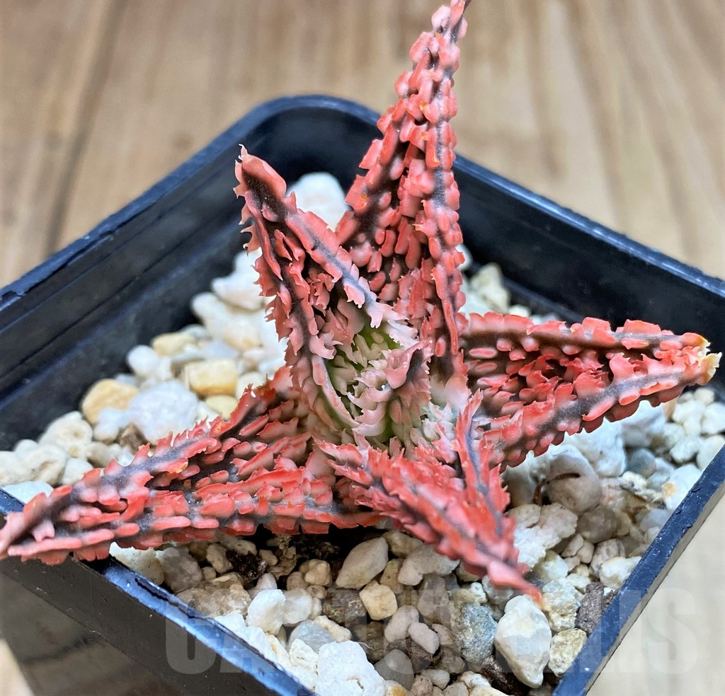 SH3579 Aloe TCT hybrid - Image 2