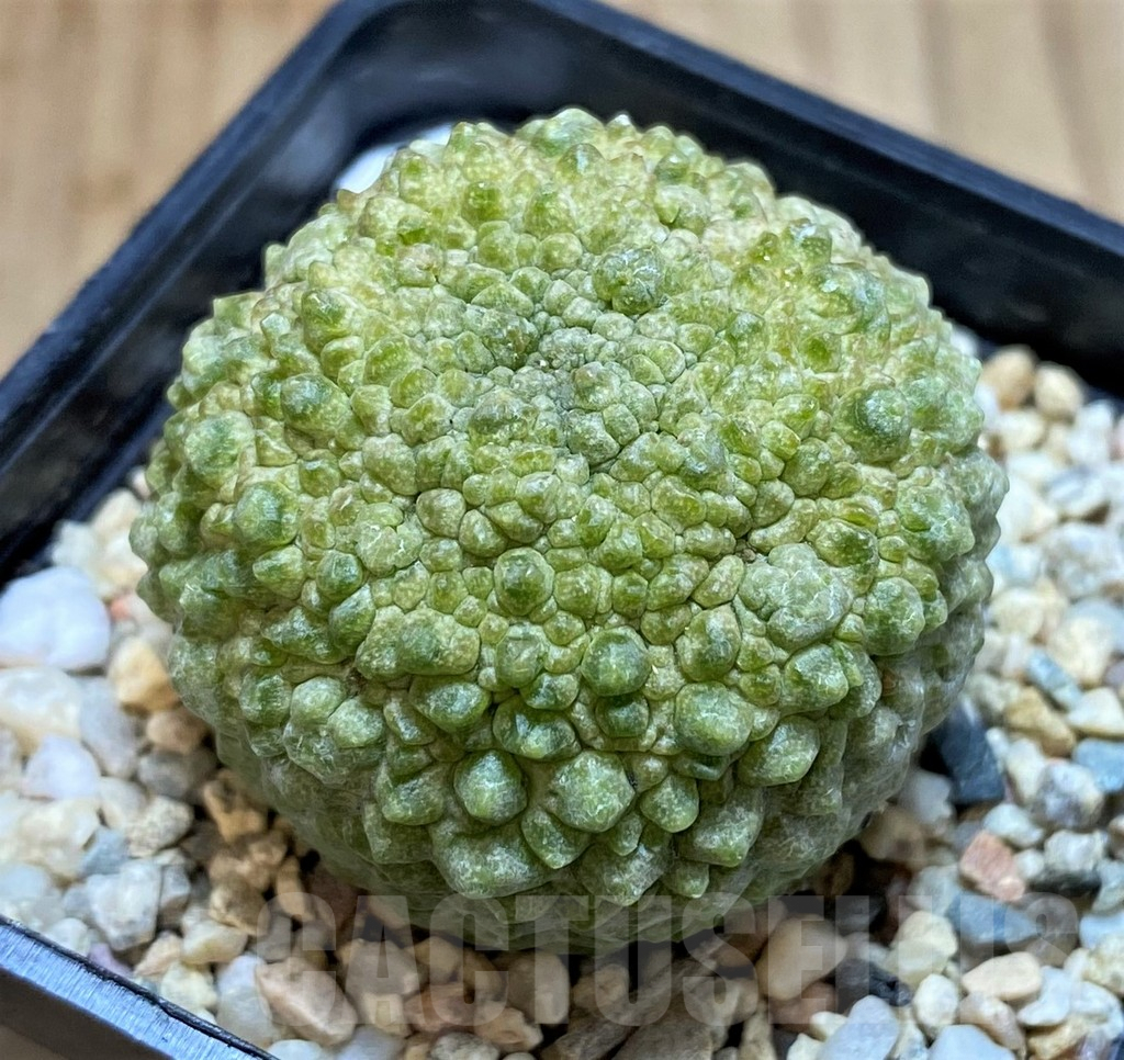 SH3607 Pseudolithos migiurtinus, select