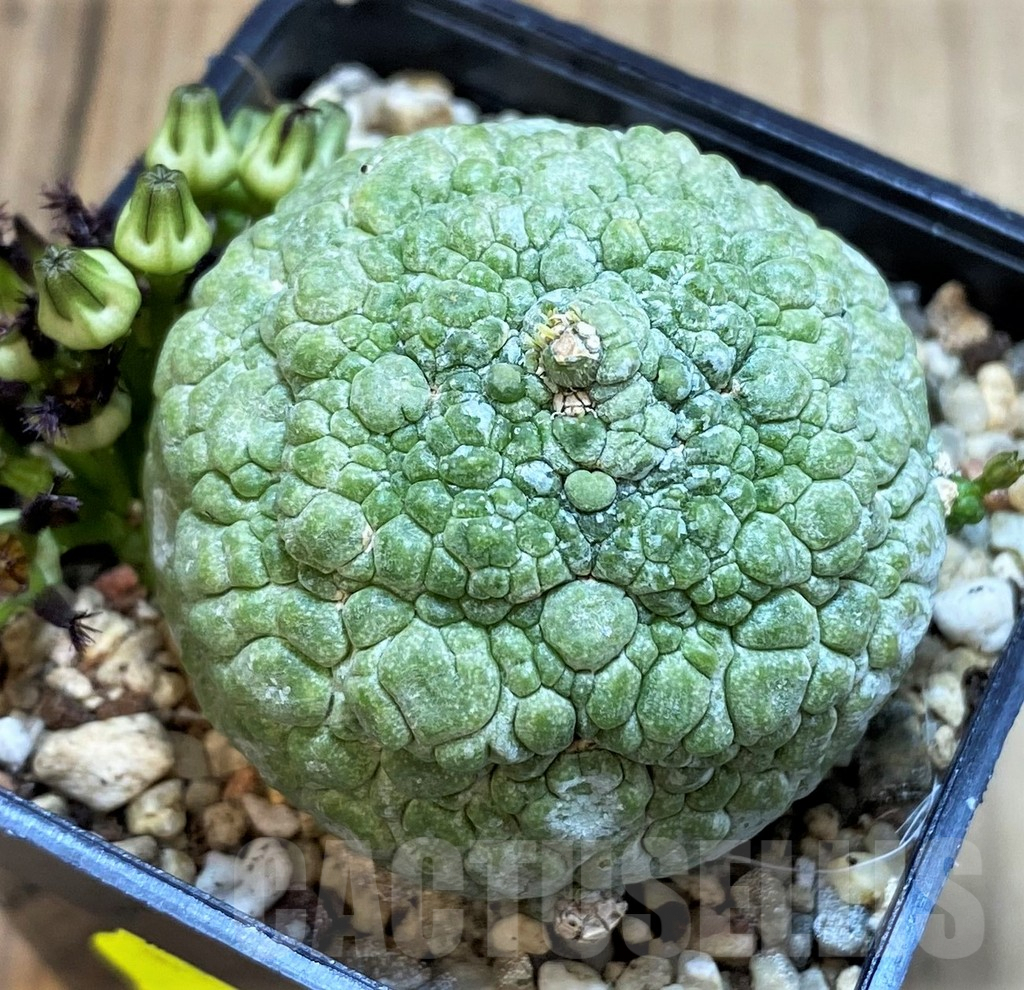 SH3608 Pseudolithos migiurtinus