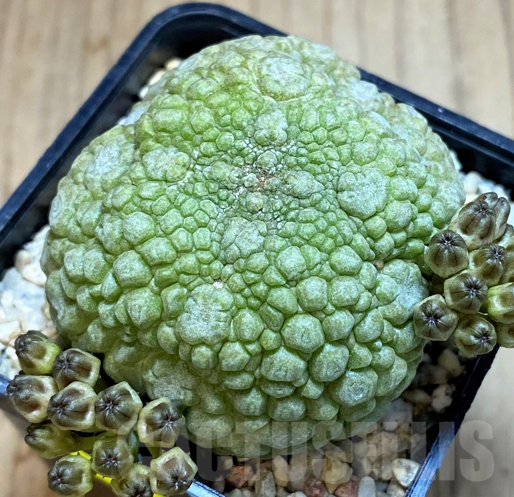 SH3609 Pseudolithos migiurtinus