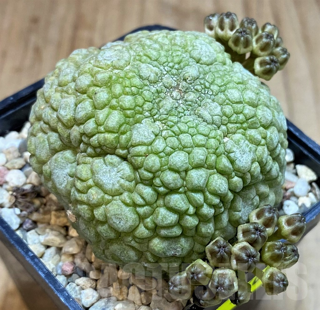 SH3609 Pseudolithos migiurtinus - Image 2