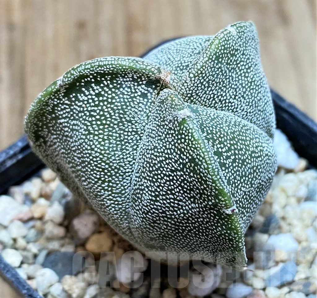 SH3672 Astrophytum myriostigma f. tricostatum