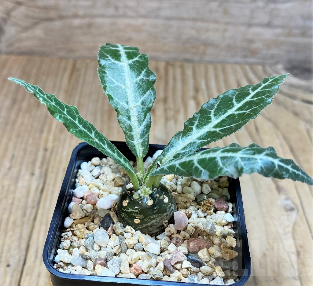 SH3706 Dorstenia lancifolia - Image 2