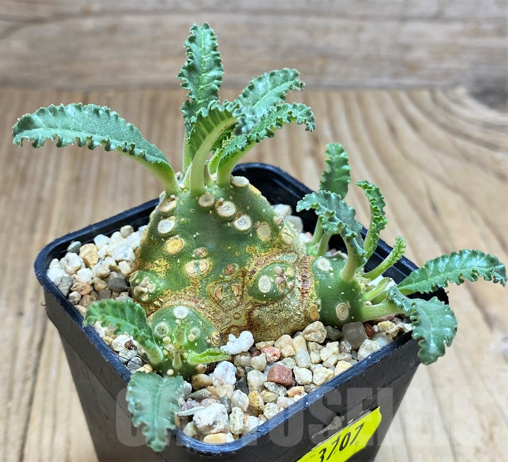 SH3707 Dorstenia lavrani