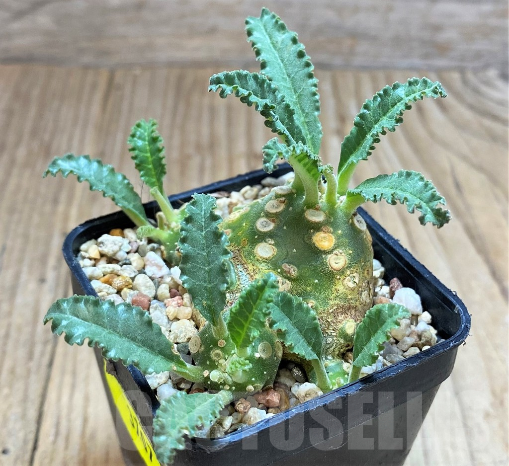 SH3707 Dorstenia lavrani - Image 2