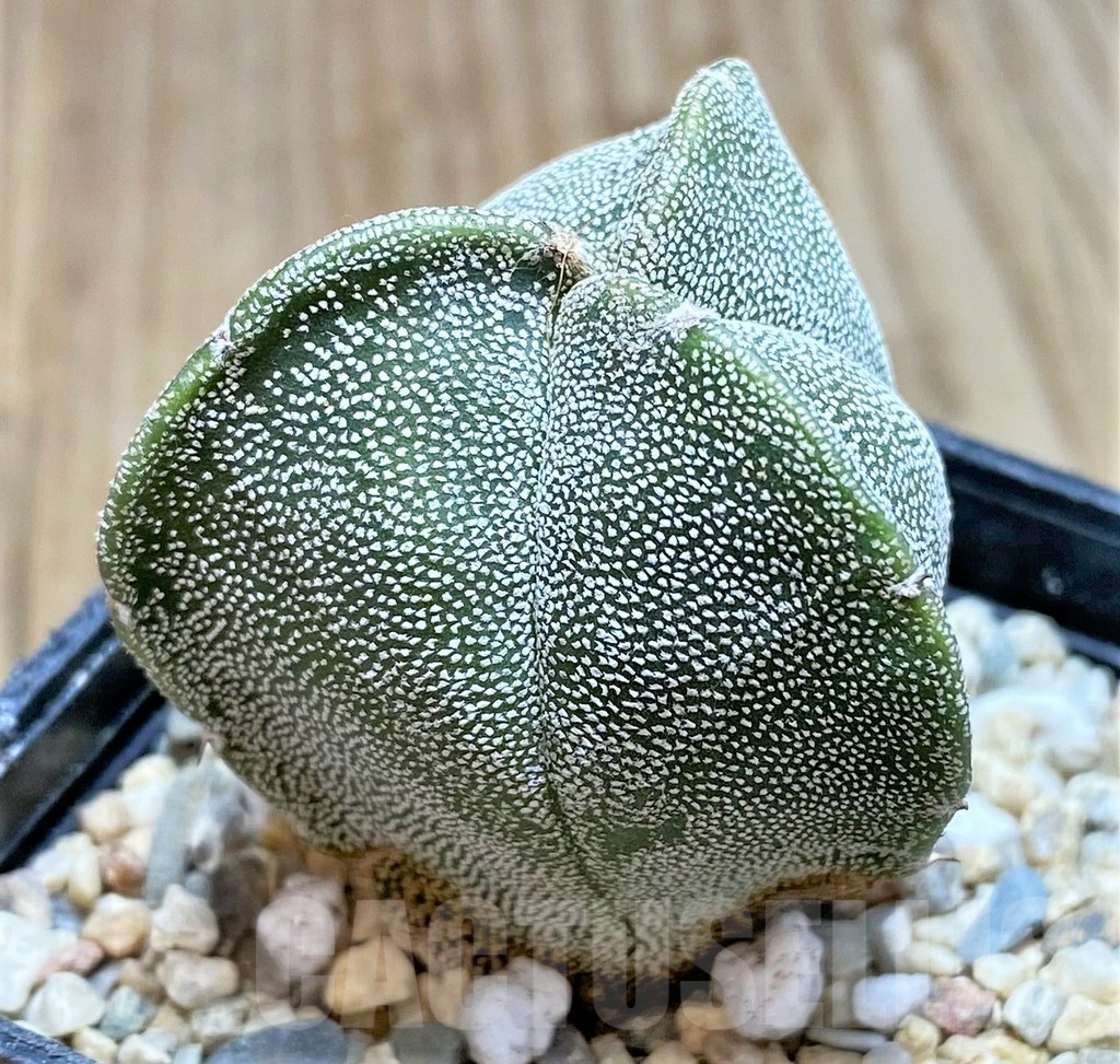 SH3672 Astrophytum myriostigma f. tricostatum - Image 2