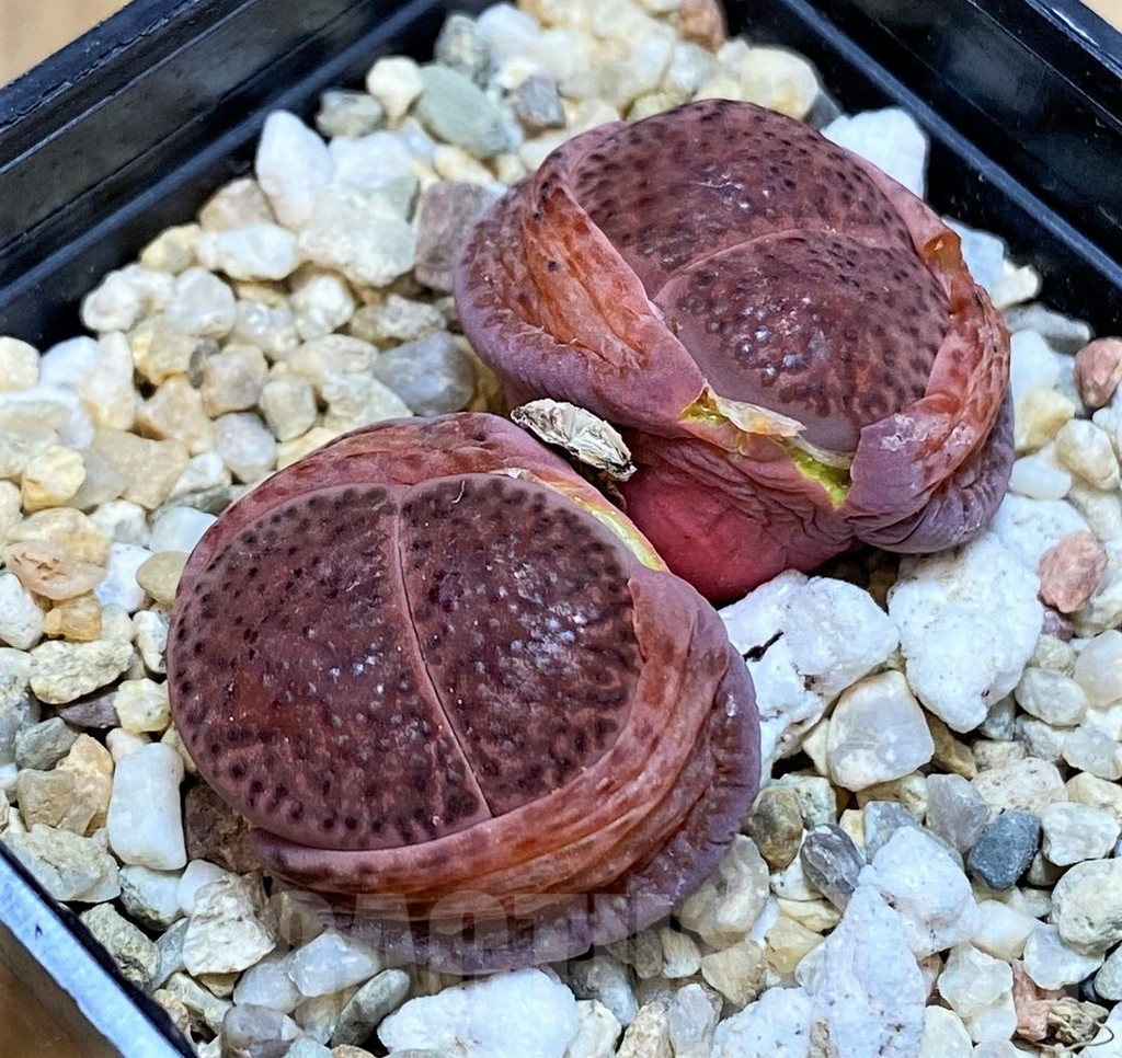 SH3716 Lithops bromfieldii 'Embers' - Image 2
