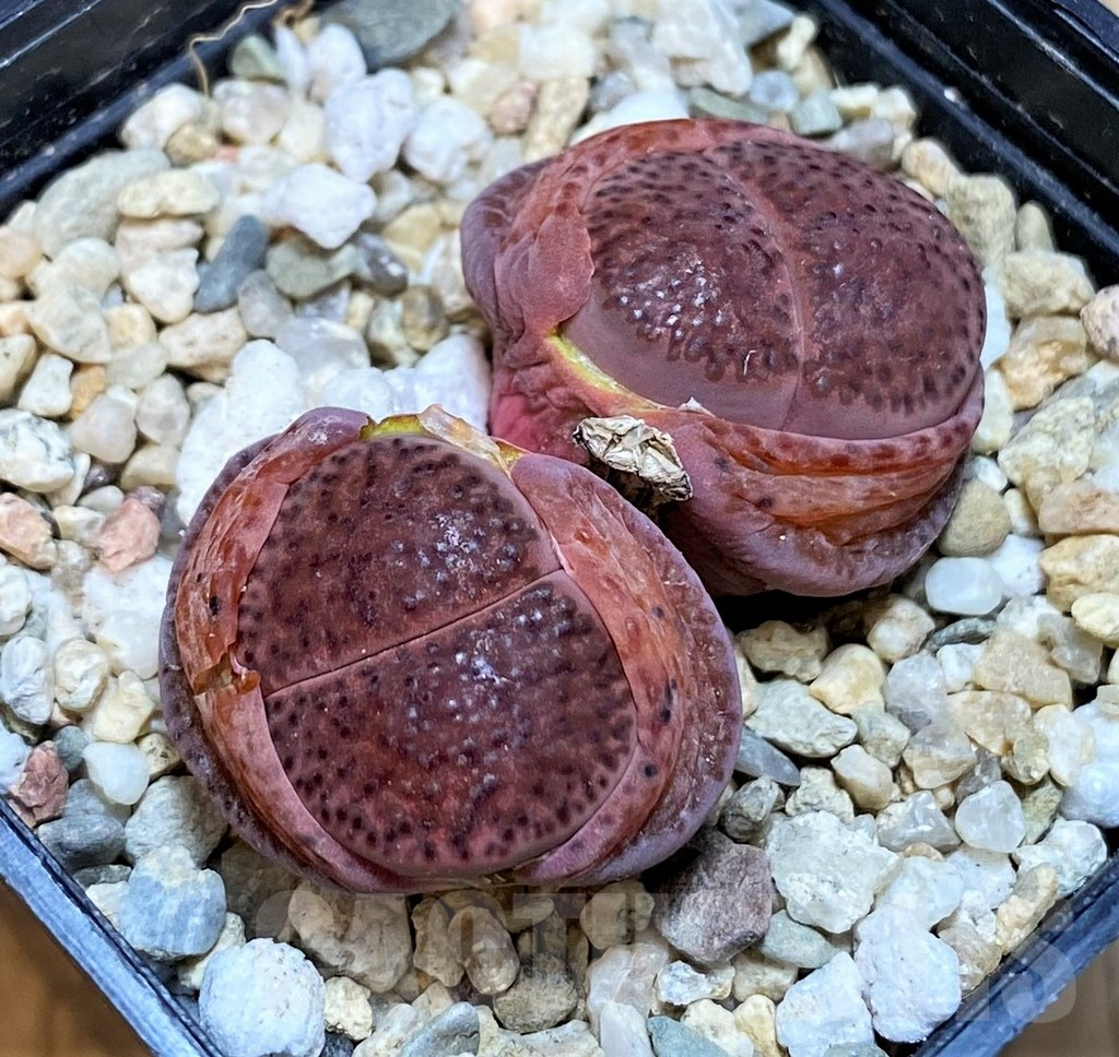 SH3716 Lithops bromfieldii 'Embers'
