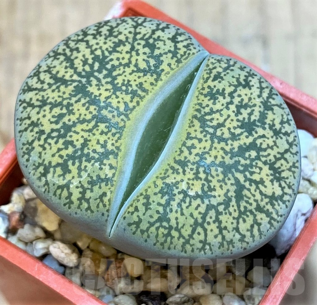 SH3717 Lithops lesliei