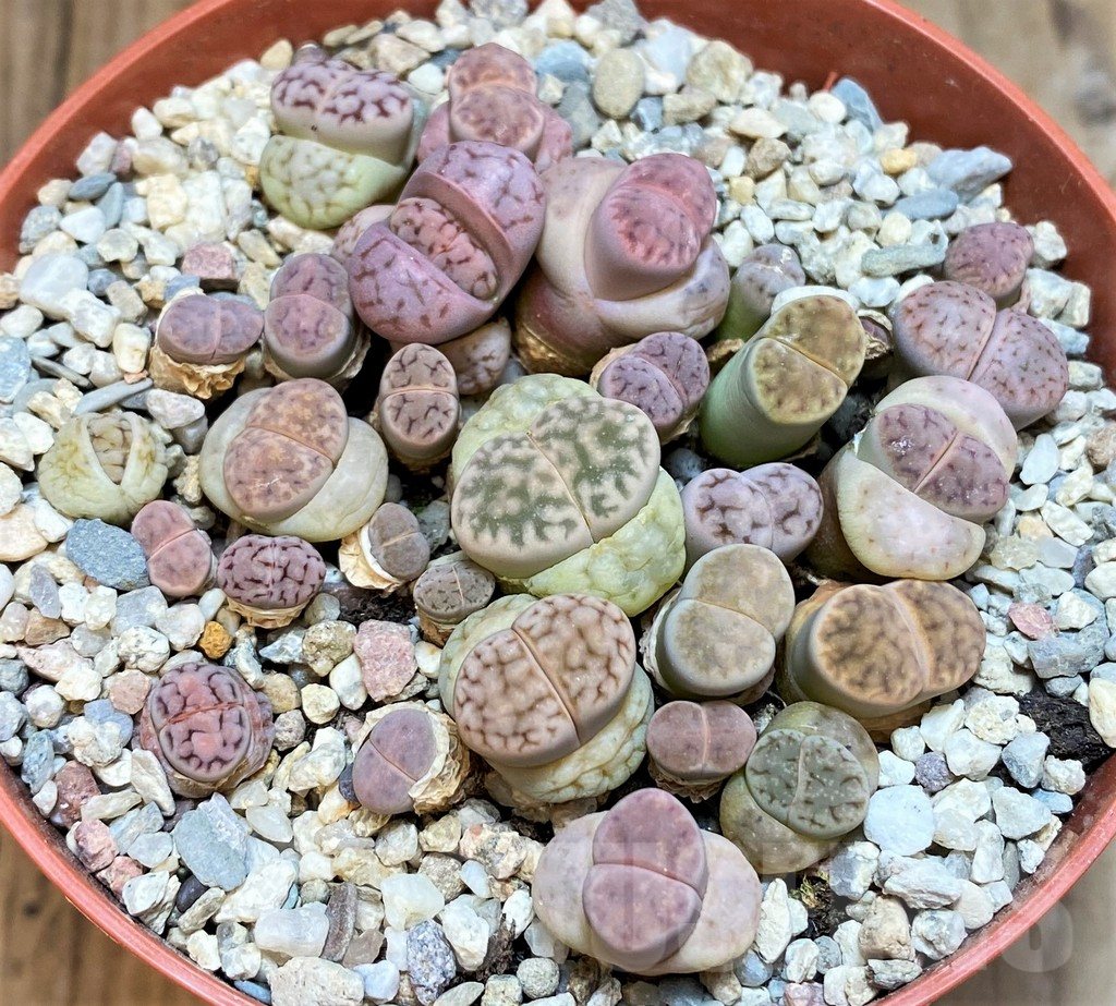 SH3719 Lithops karasmontana v. eberlanzii