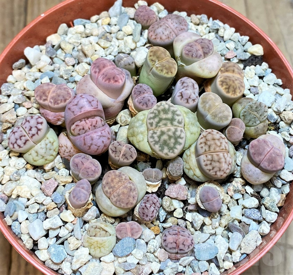 SH3719 Lithops karasmontana v. eberlanzii - Image 2
