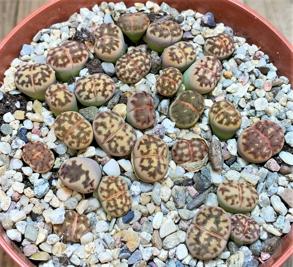 SH3720 Lithops dorotheae - Image 2