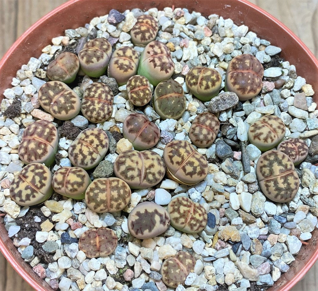 SH3720 Lithops dorotheae