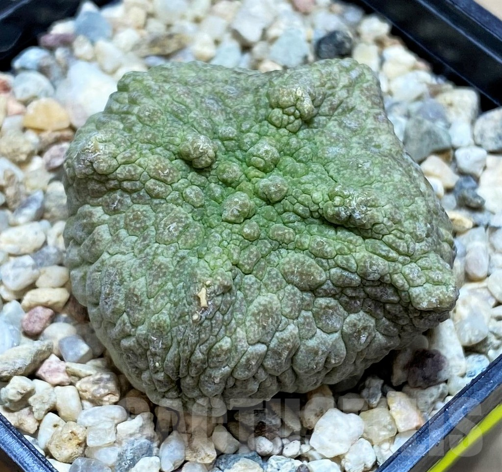 SH3674 Pseudolithos cubiformis - Image 2