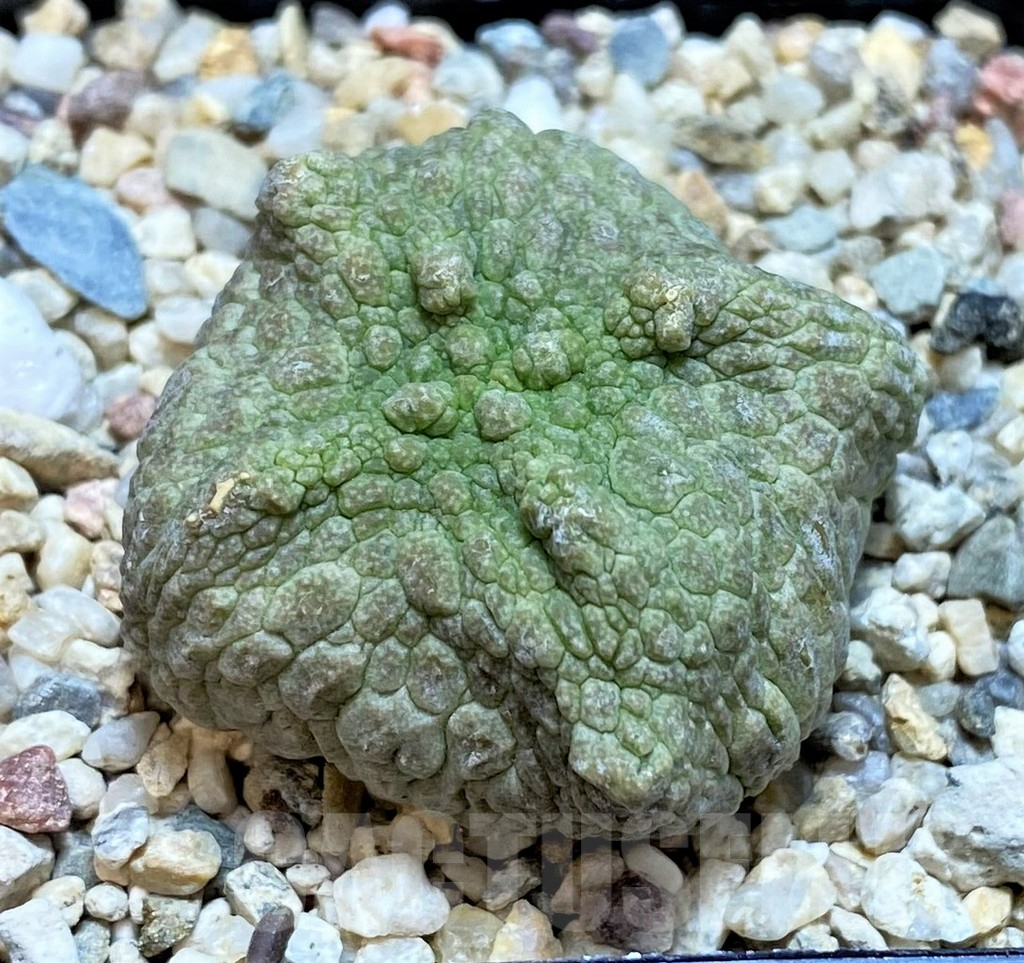 SH3674 Pseudolithos cubiformis