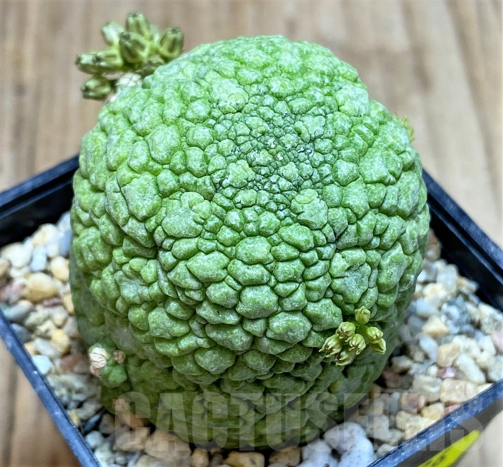SH3676 Pseudolithos migiurtinus