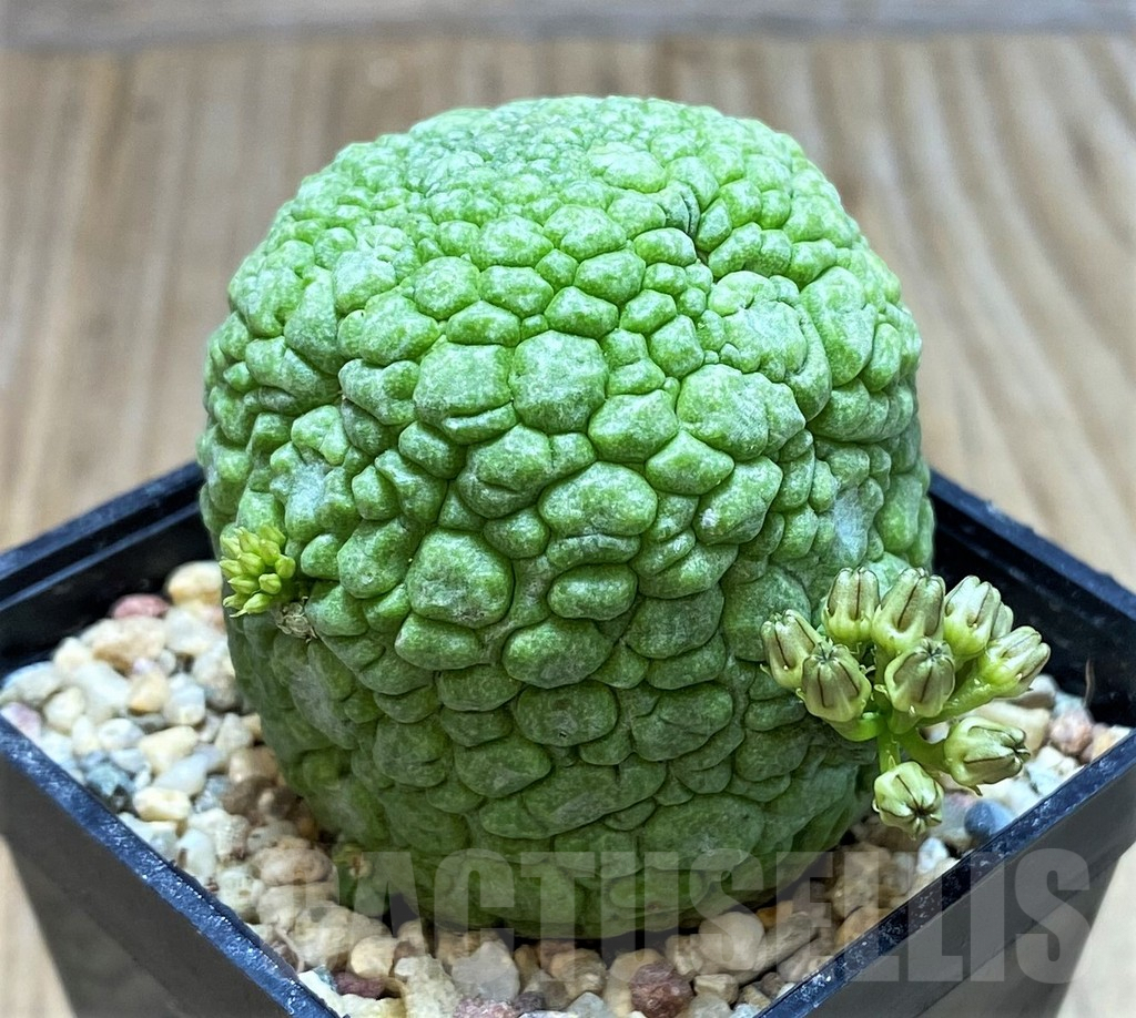 SH3676 Pseudolithos migiurtinus - Image 2