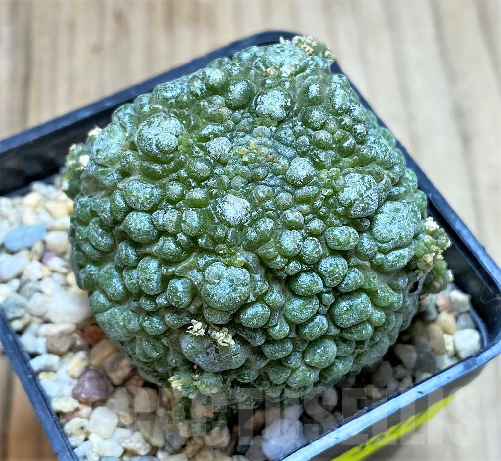 SH3677 Pseudolithos migiurtinus