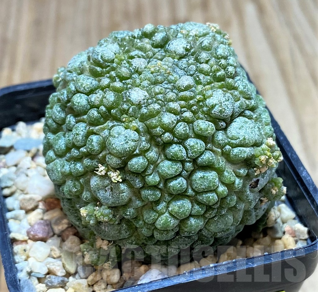 SH3677 Pseudolithos migiurtinus - Image 2