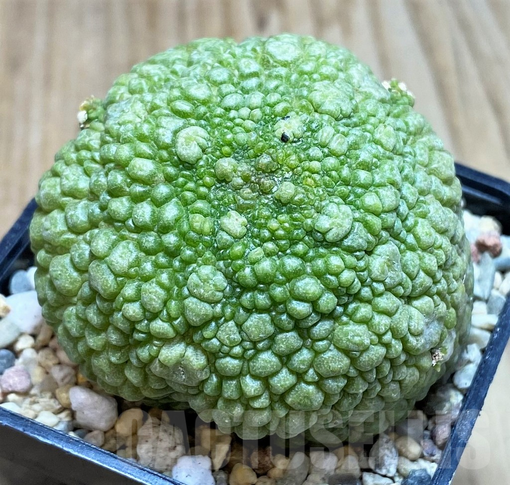 SH3679 Pseudolithos migiurtinus