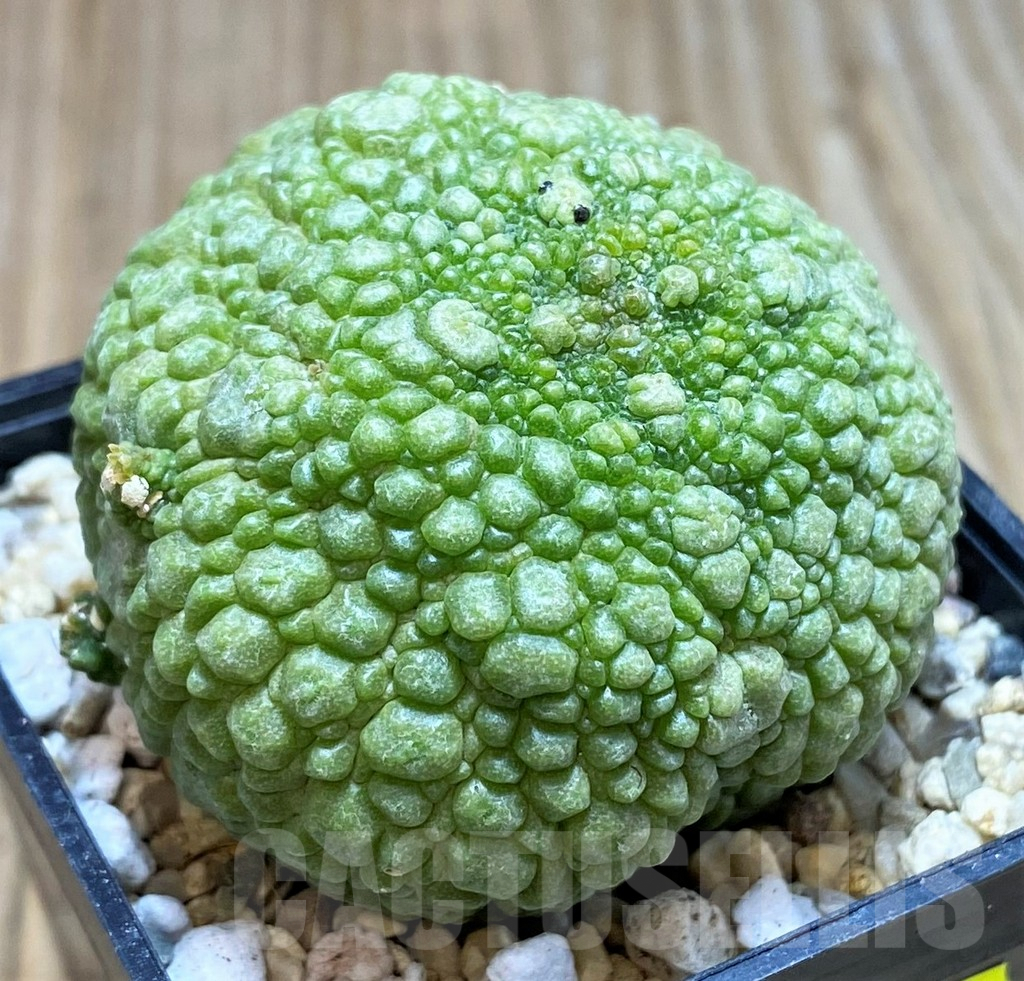 SH3679 Pseudolithos migiurtinus - Image 2