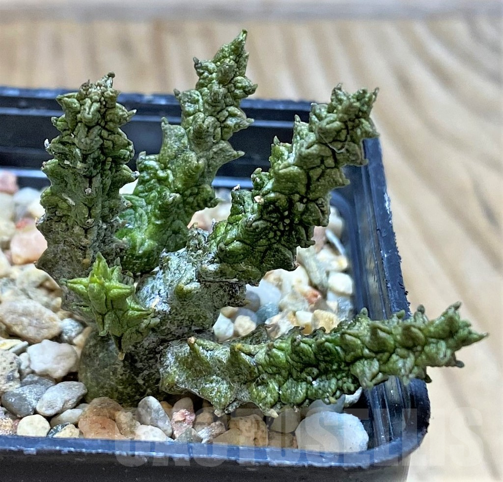 SH3680 Pseudolithos mccoyi