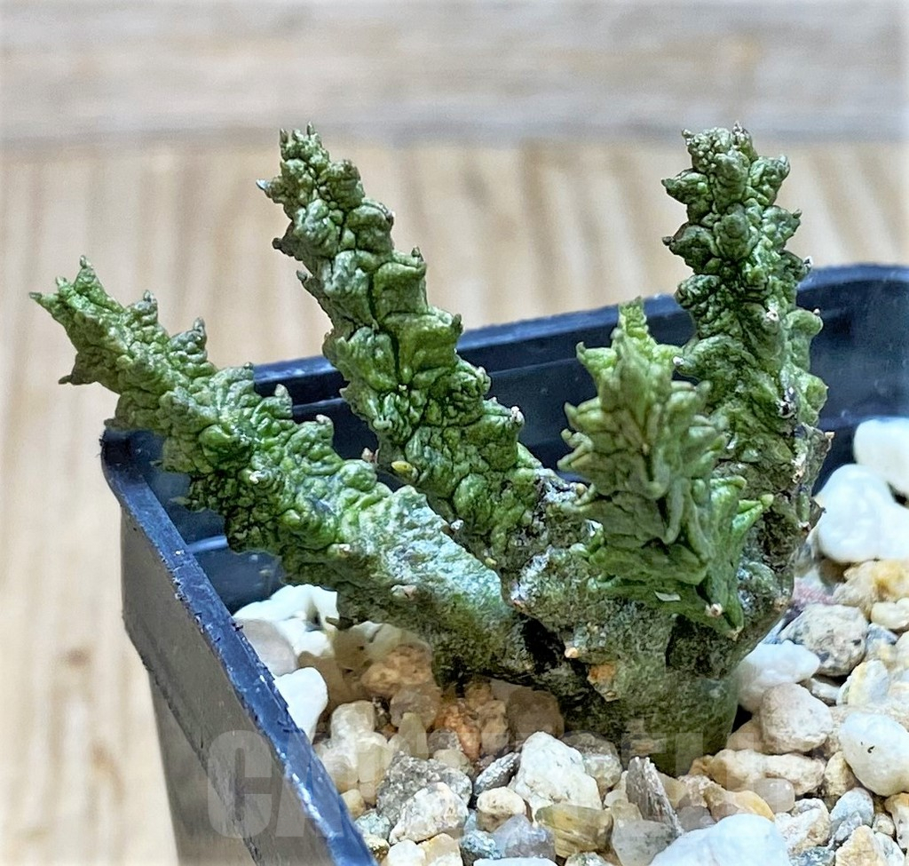 SH3680 Pseudolithos mccoyi - Image 2