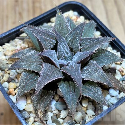 SH3682 Haworthia 'Bev's wonder' hybrid